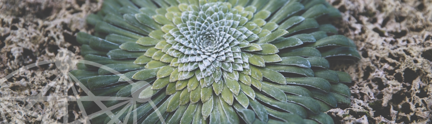 max-letek-DDImaESL4zg-unsplash - datenschutz