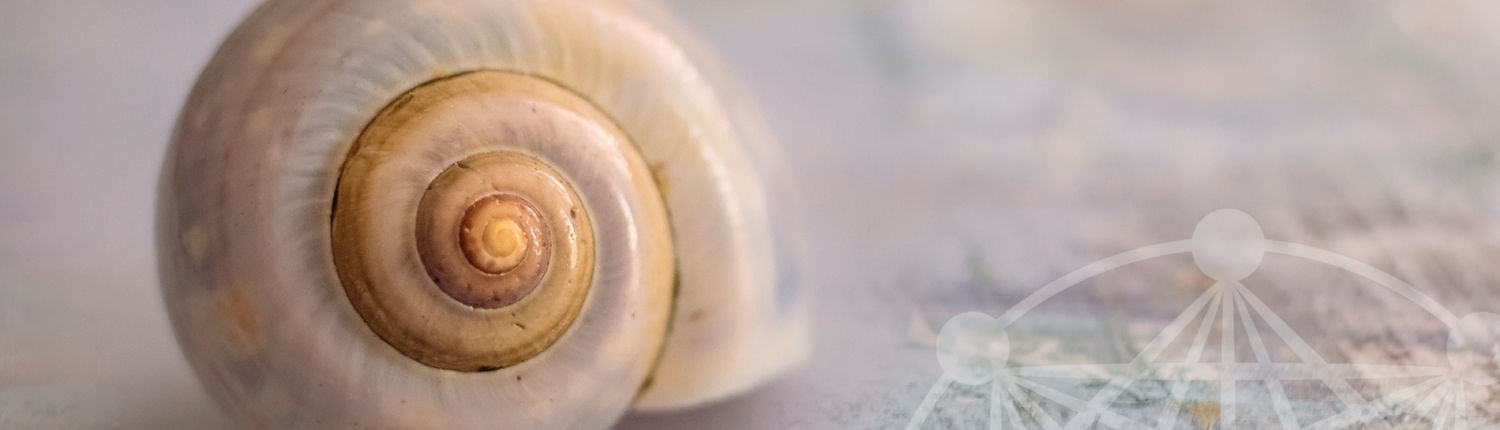snail-4300222_1920 - schmäler Praxis für Familienaufstellungen Systemaufstellungen